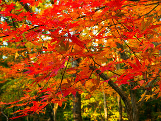 Red Japanese maple leaves (Tochigi, Japan)