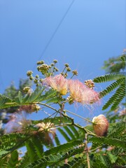 fern in the sky