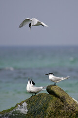 Sandwich Tern (Thalasseus sandvicensis) displaying adults sitting on rocks at coastline, Baltic Sea, Mecklenburg-Western Pomerania, Germany