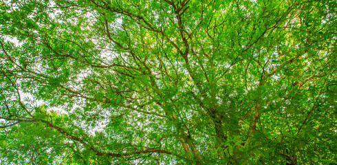 Beautiful forest tree. Nature green leaves background with daylight. Environment texture. Web banner