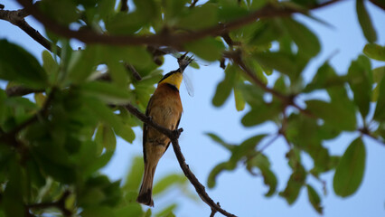 Bee-eater eating a dragonfly