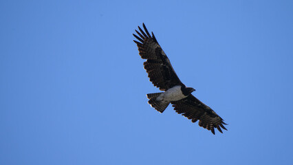 Martial Eagle flying around