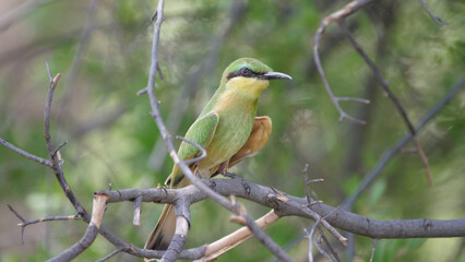 Fototapeta premium Swallow-tailed bee-eater on a tree branch