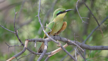 Swallow-tailed bee-eater on a tree branch