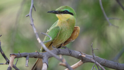 Swallow-tailed bee-eater on a tree branch