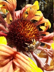 bee on sunflower