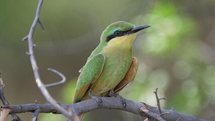 Swallow-tailed bee-eater on a tree branch