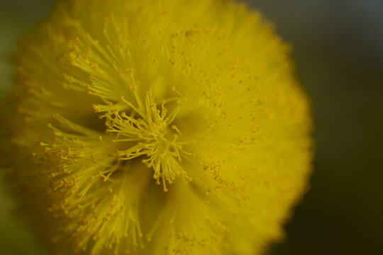 yellow flower macro