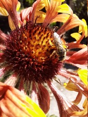 bee on flower