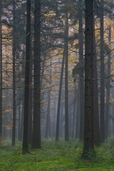 Tall pine trees in misty forest, moss on the ground, in the background Larches in autumn colors