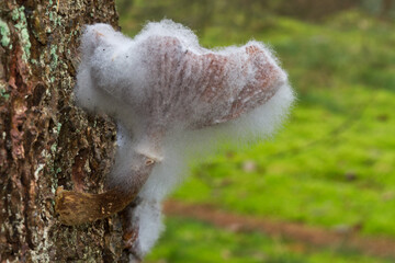 Cycle of life: mold growing on a a Honey mushroom which parasitizes a pine tree
