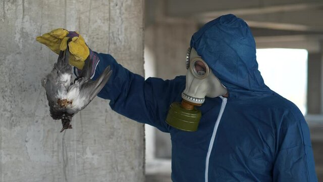Worker in gas mask and protection suit holds dead bird in his hand. Man in breathing mask at industrial area