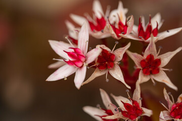 Flowers of jade plant are bloom in garden.