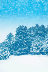 Frozen winter forest with snow covered trees.