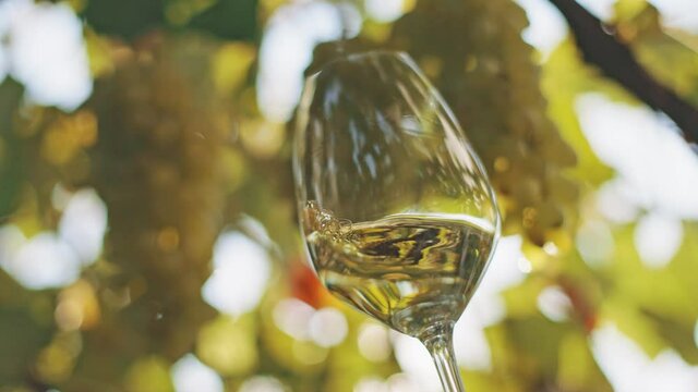White wine tasting at the winery. Lightly shake a glass of superior eco white wine. Ripe bunches of Muscat vinogre are visible on the backgrounds. Slow motion shot, 4K