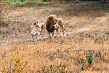 A lion with a mane and a lioness relax together