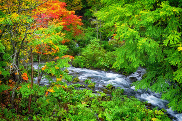 北海道阿寒湖畔　滝見橋の紅葉