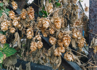 Dry brown hop cone growing close-up in autumn.