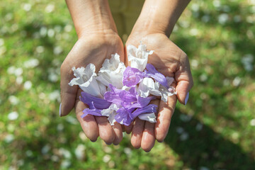 Purple and White Jacaranda flower petals in the hands. Grafton, Australia