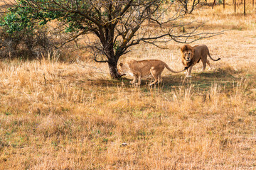 A lion with a mane and a lioness relax together