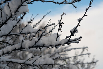 Fototapeta na wymiar Thin branches of a tree under snow flakes.