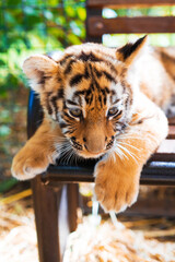 Cute little tiger cub close up. Concept of animal rights protection. 