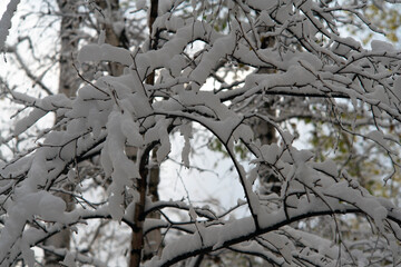 Thin branches of a tree under snow flakes.