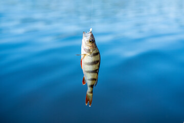 Small striped fish hanging on a fishing line on the background of blue water