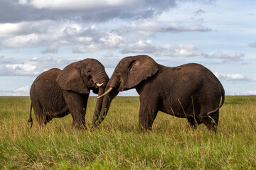 Fototapeta na wymiar Elephants on the plains, with green grass in the rainy season, of the Serengeti National Park in Tanzania