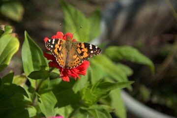 butterfly on flower