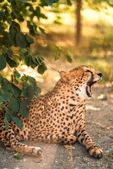 A beautiful adult Cheetah lies on the ground in the zoo. Concept of animal rights protection. Blurred cell and selective focus