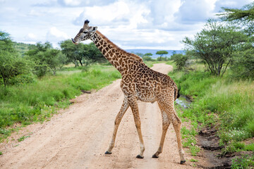 Giraffe walking in the Serengeti National Park - Tanzania