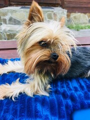 yorkshire terrier on the couch