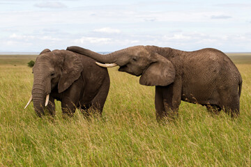 Naklejka na ściany i meble Elephants on the plains, with green grass in the rainy season, of the Serengeti National Park in Tanzania