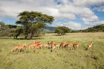 Naklejka na ściany i meble Inpala walking on the plains, with green grass in the rainy season, of the Serengeti National Park in Tanzania