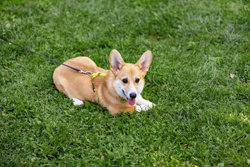 Welsh Corgi Pembroke