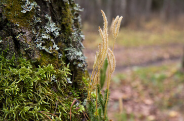 Fototapeta premium Dry spikelets of plants growing in the forest near a tree. Abstract dry grass flowers.