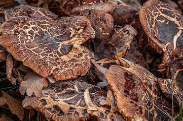 close up of a mushroom