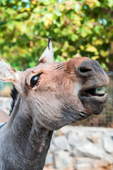 Donkey face close-up with open mouth