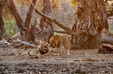 Male african lion (Panthera leo) brotherhood resting at sunset with the remains of an African Elephant calf under big trees with the last orange light in Mana Pools National Park in Zimbabwe