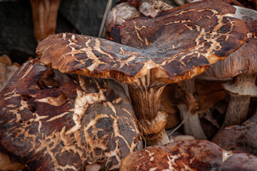 mushrooms in the forest