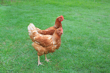 Brown hens standing range free in the garden.