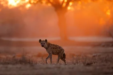 Foto op Plexiglas Hyena Gevlekte hyena (Crocuta crocuta) die bij zonsopgang met oranje licht op de achtergrond in het Mana Pools National Park in Zimbabwe loopt