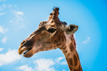 Giraffe closeup against the blue sky