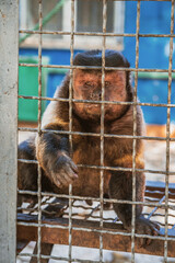 Little monkey holds on to the metal rods of the cage with its paws and begging for food. Animal rights protection and animal abuse concept. Wildlife in captivity idea. Selective focus.