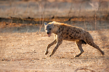 Naklejka na ściany i meble Spotted Hyena (Crocuta crocuta) running in Mana Pools National Park in Zimbabwe