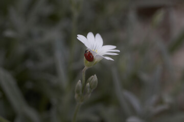 insect red ladybug sits on a white flower. blurred background. gray light