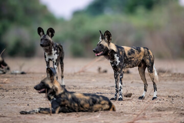 Naklejka na ściany i meble African Wild Dog (Lycaon pictus) preparing for hunting in Mana Pools National Park in Zimbabwe