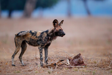 African Wild Dog (Lycaon pictus) eating the remains of an impala in Mana Pools National Park in Zimbabwe