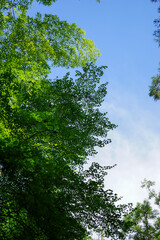 Obraz premium 日本楓と竹の新緑